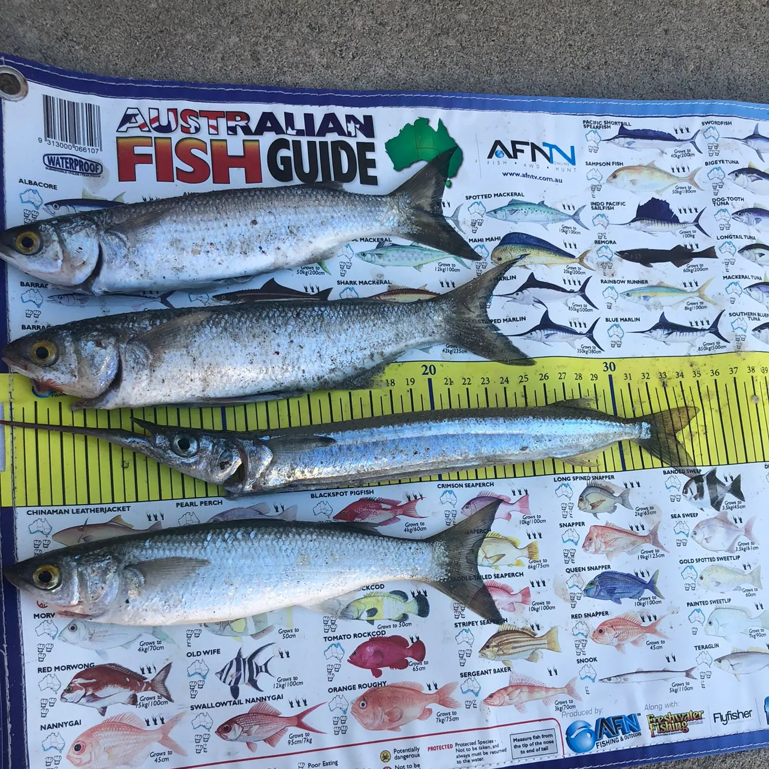 recently logged catches