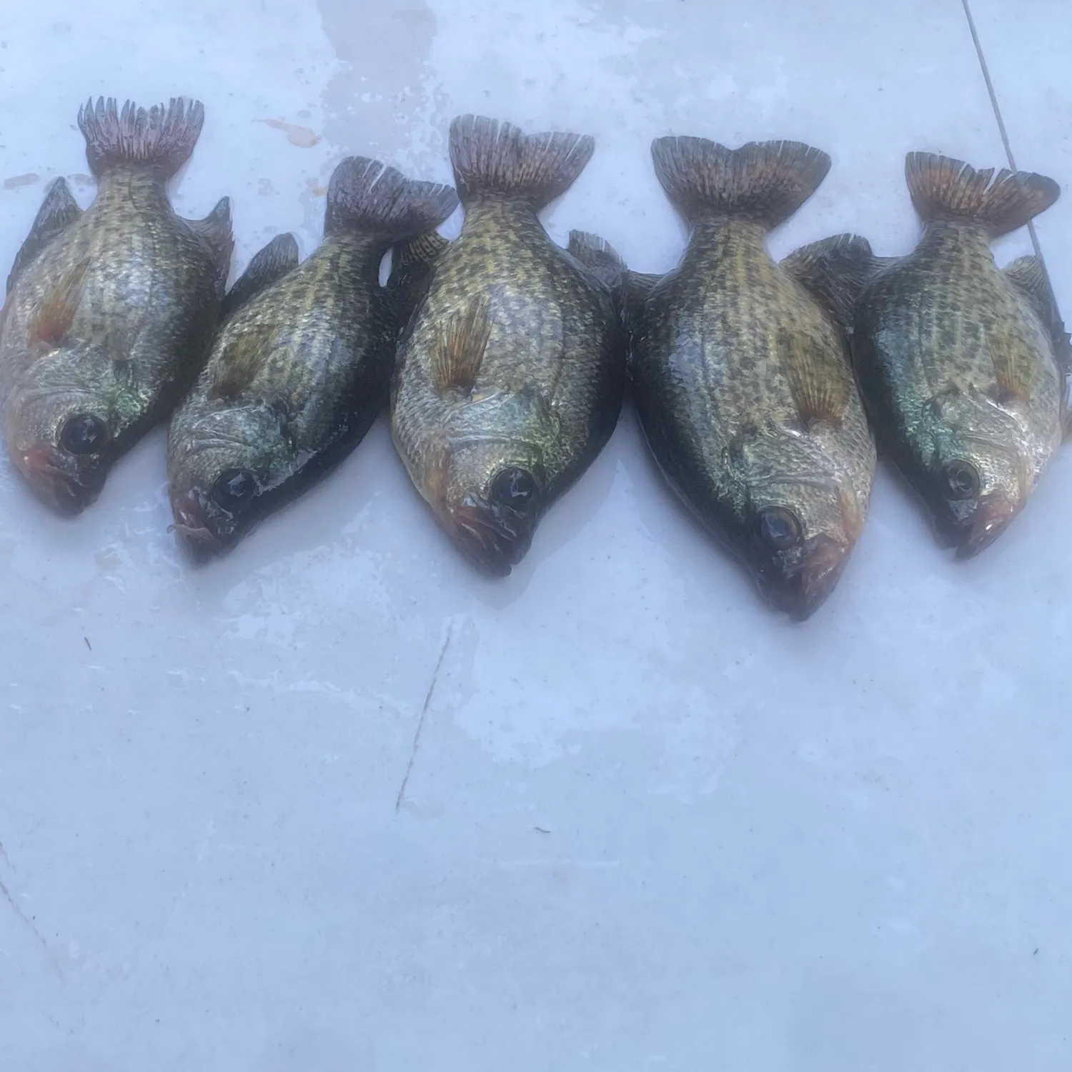 recently logged catches