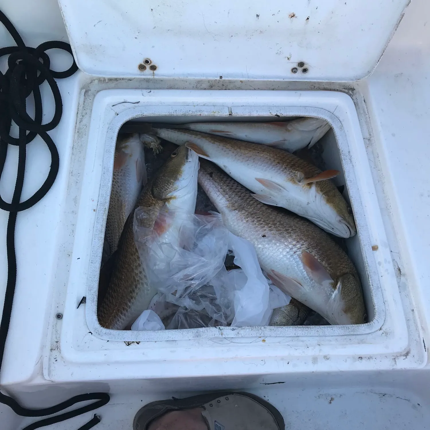 recently logged catches