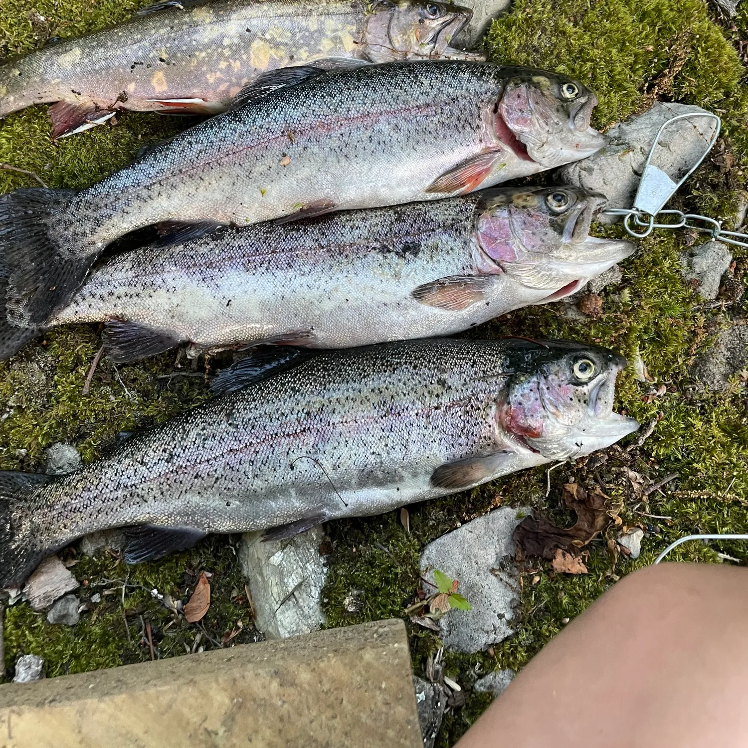 recently logged catches