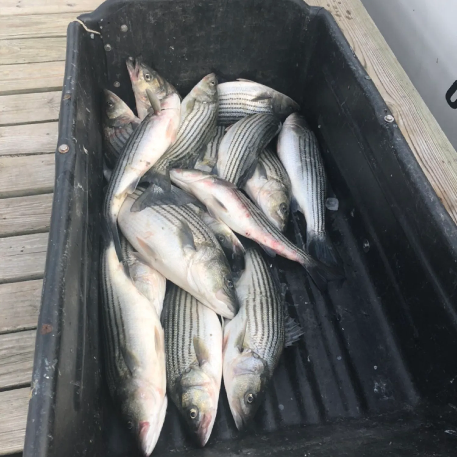 recently logged catches