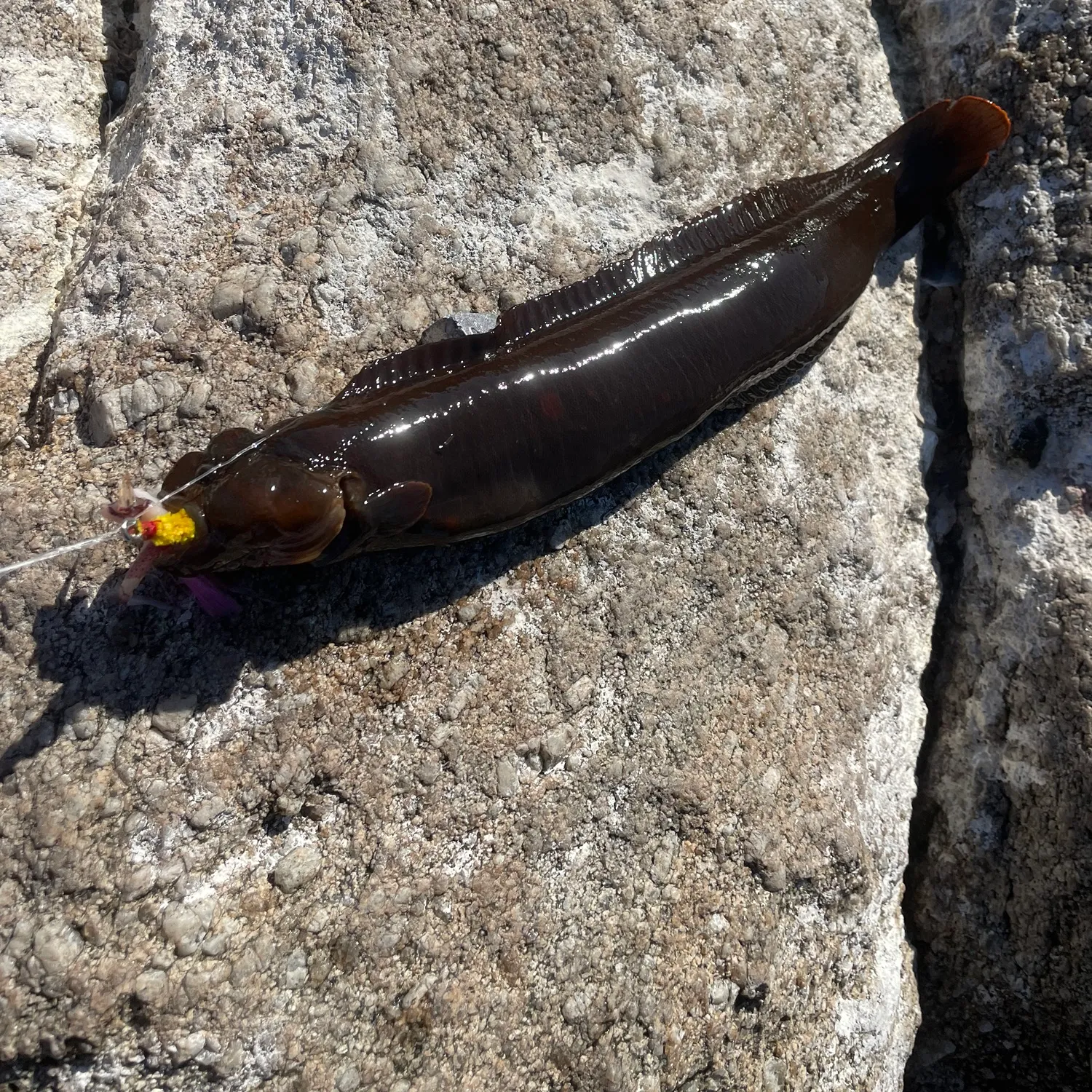 The most popular recent Monkeyface prickleback catch on Fishbrain