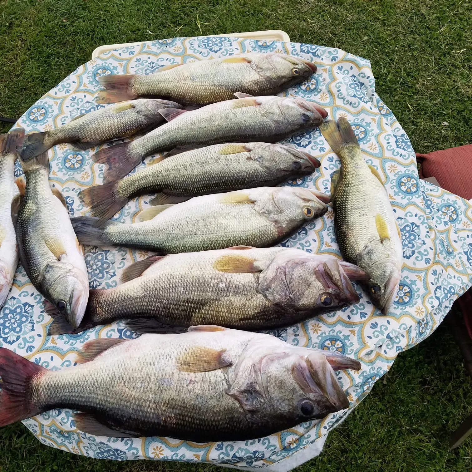 recently logged catches