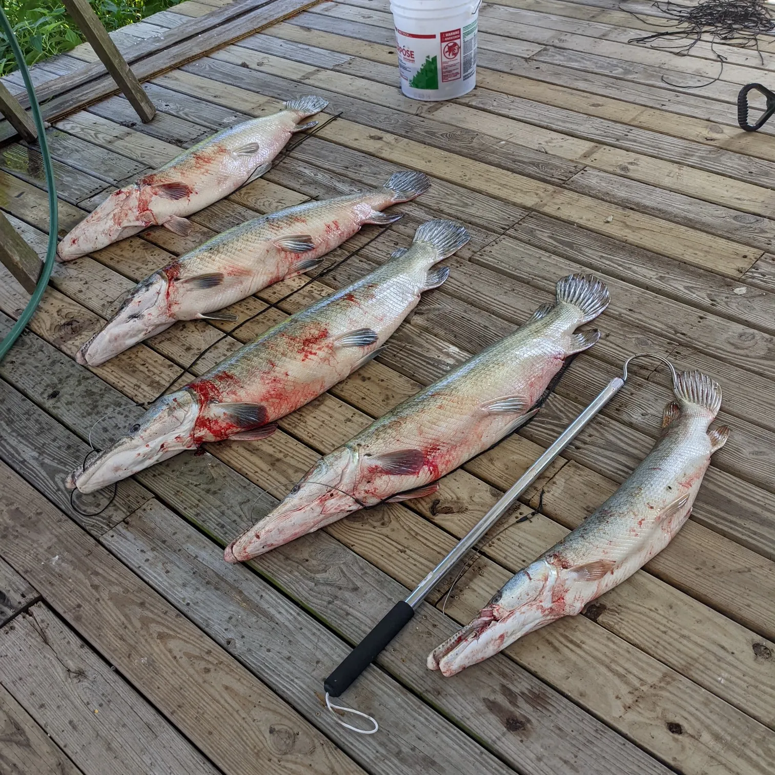 recently logged catches