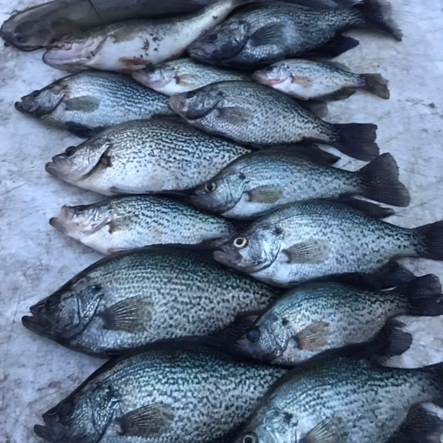 recently logged catches