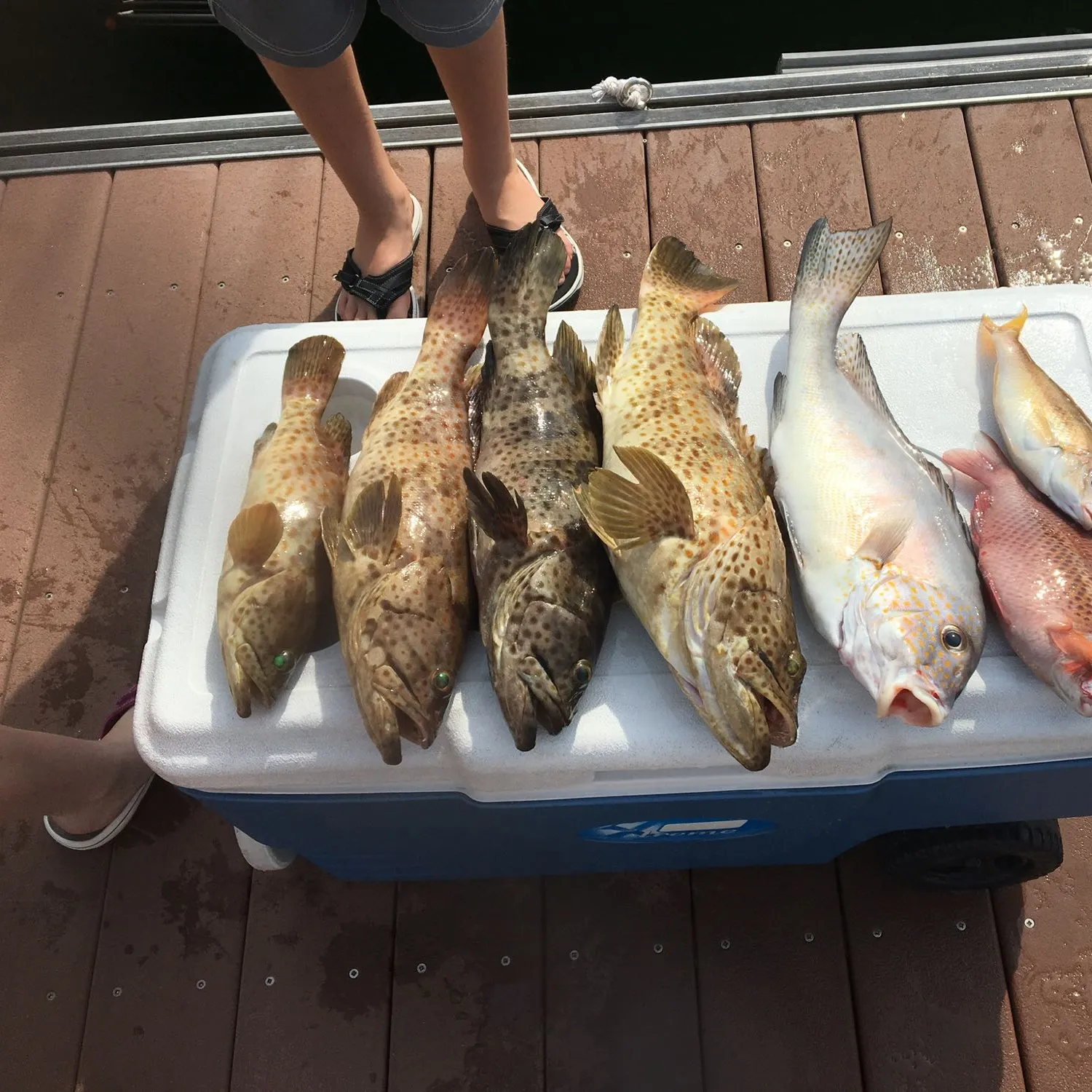 recently logged catches