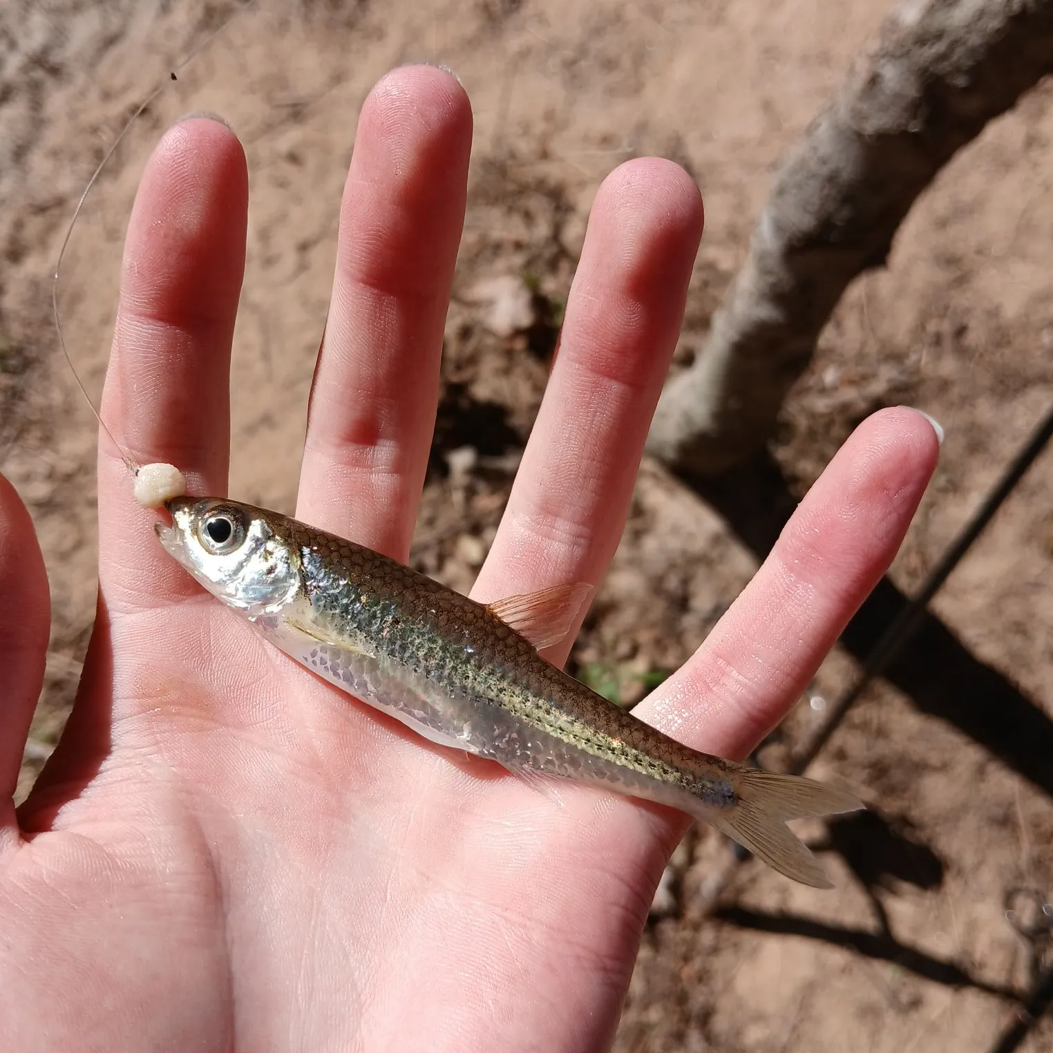 The most popular recent Sandbar shiner catch on Fishbrain