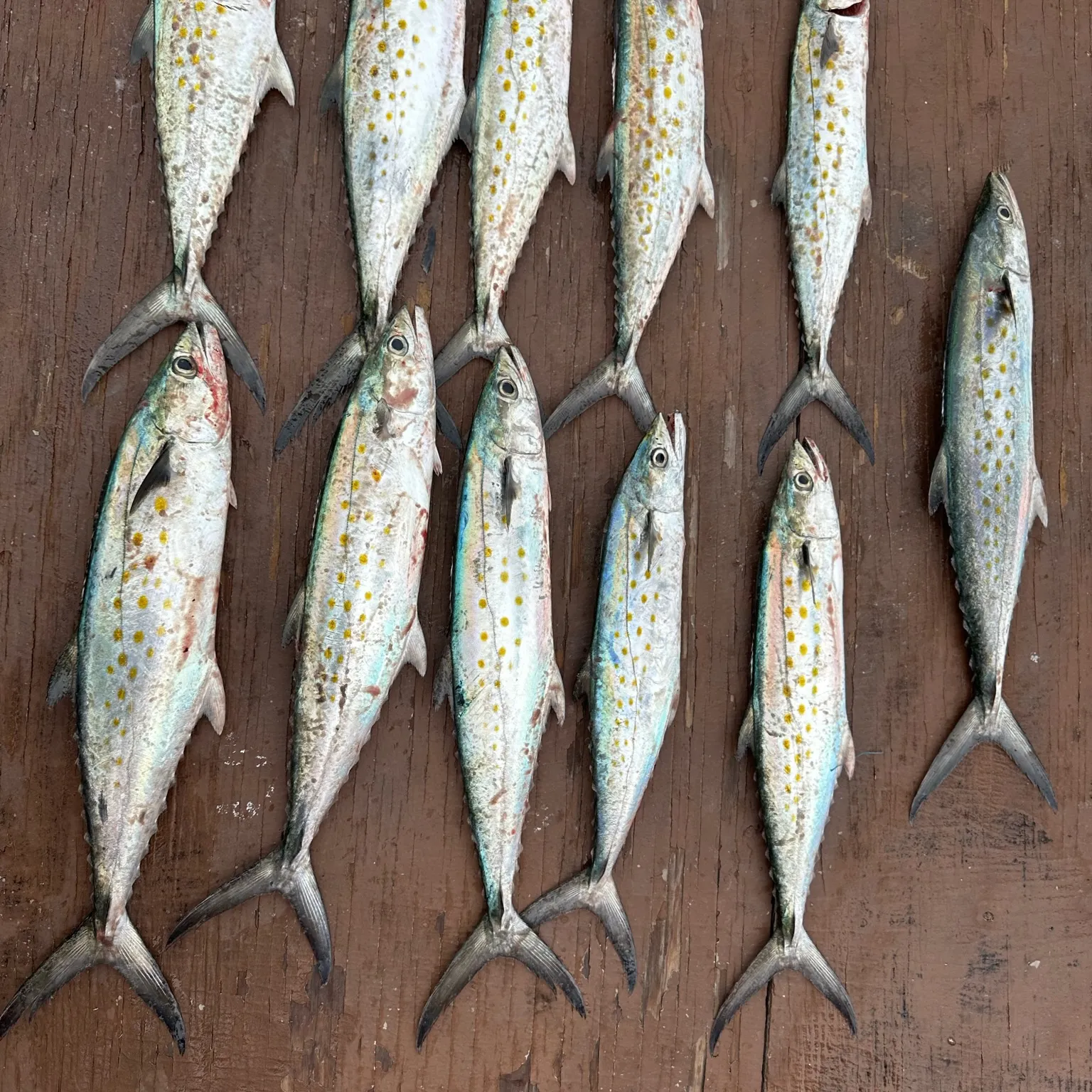 recently logged catches