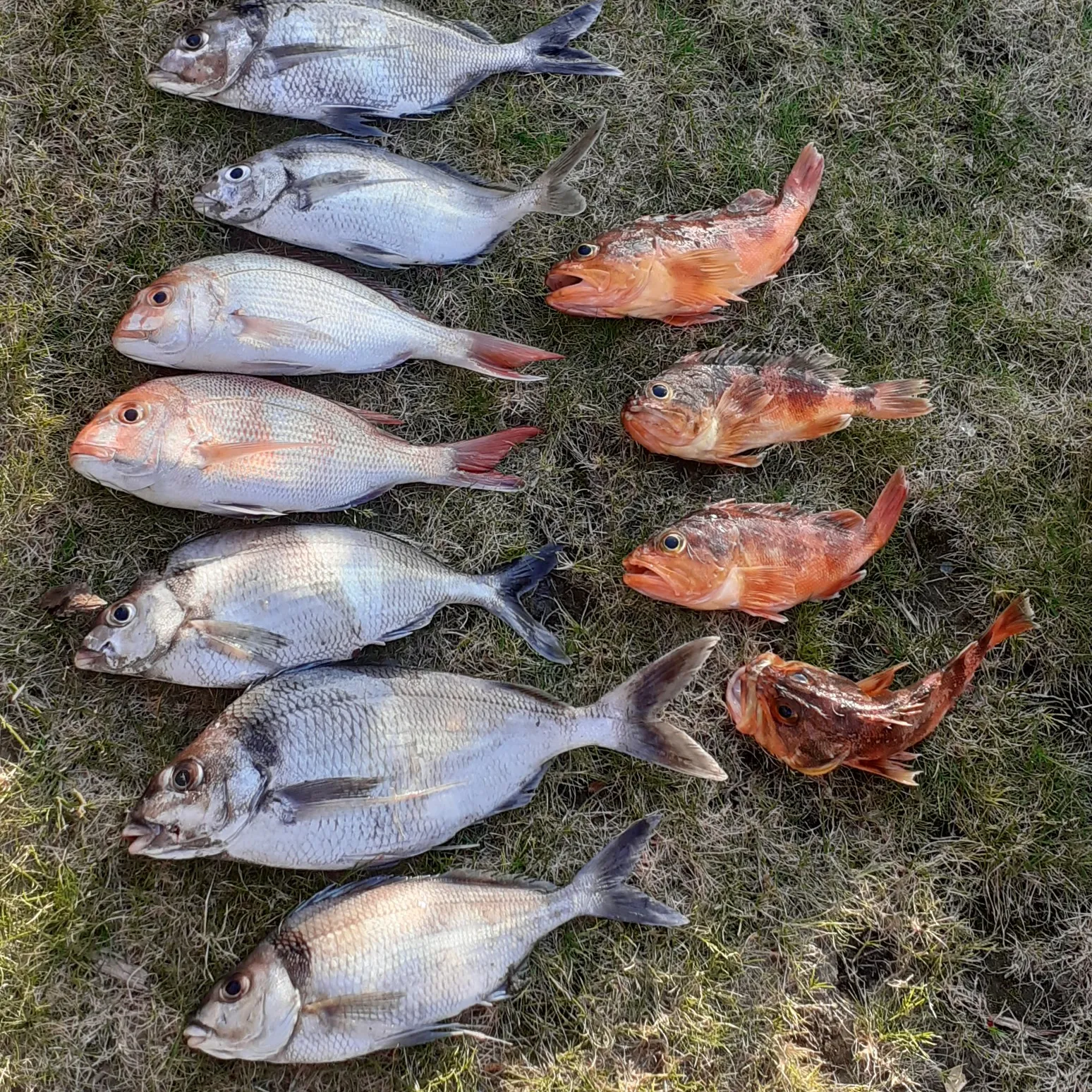 recently logged catches