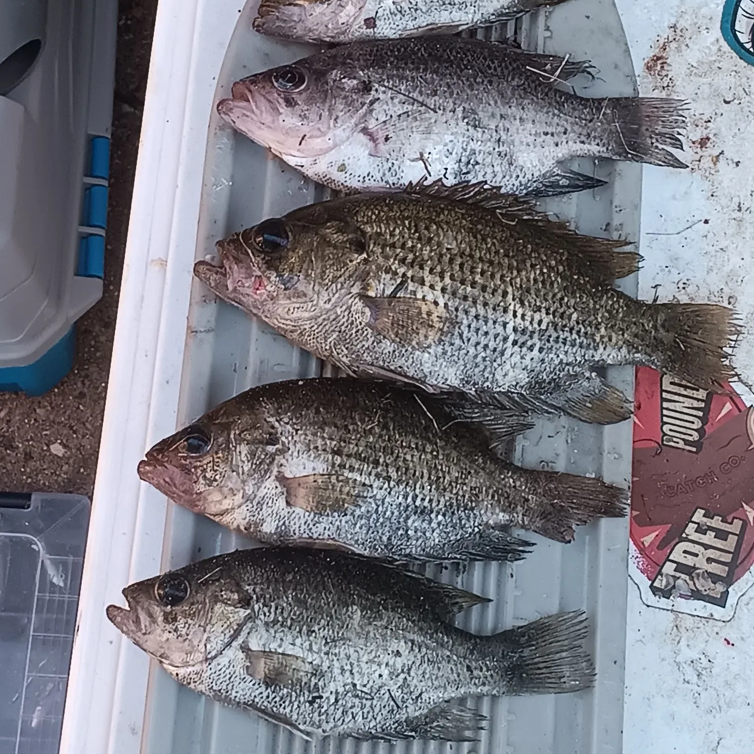 recently logged catches