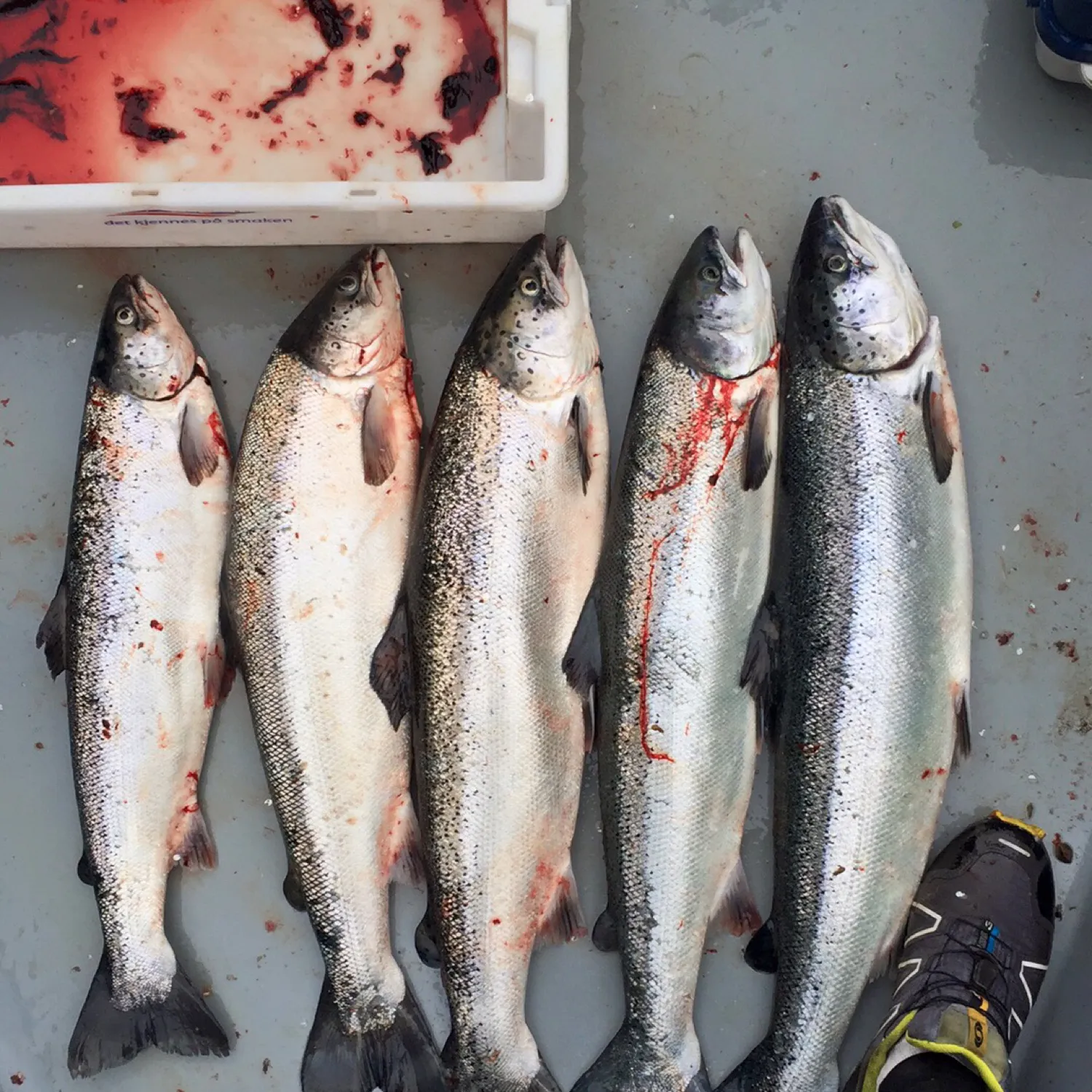 recently logged catches