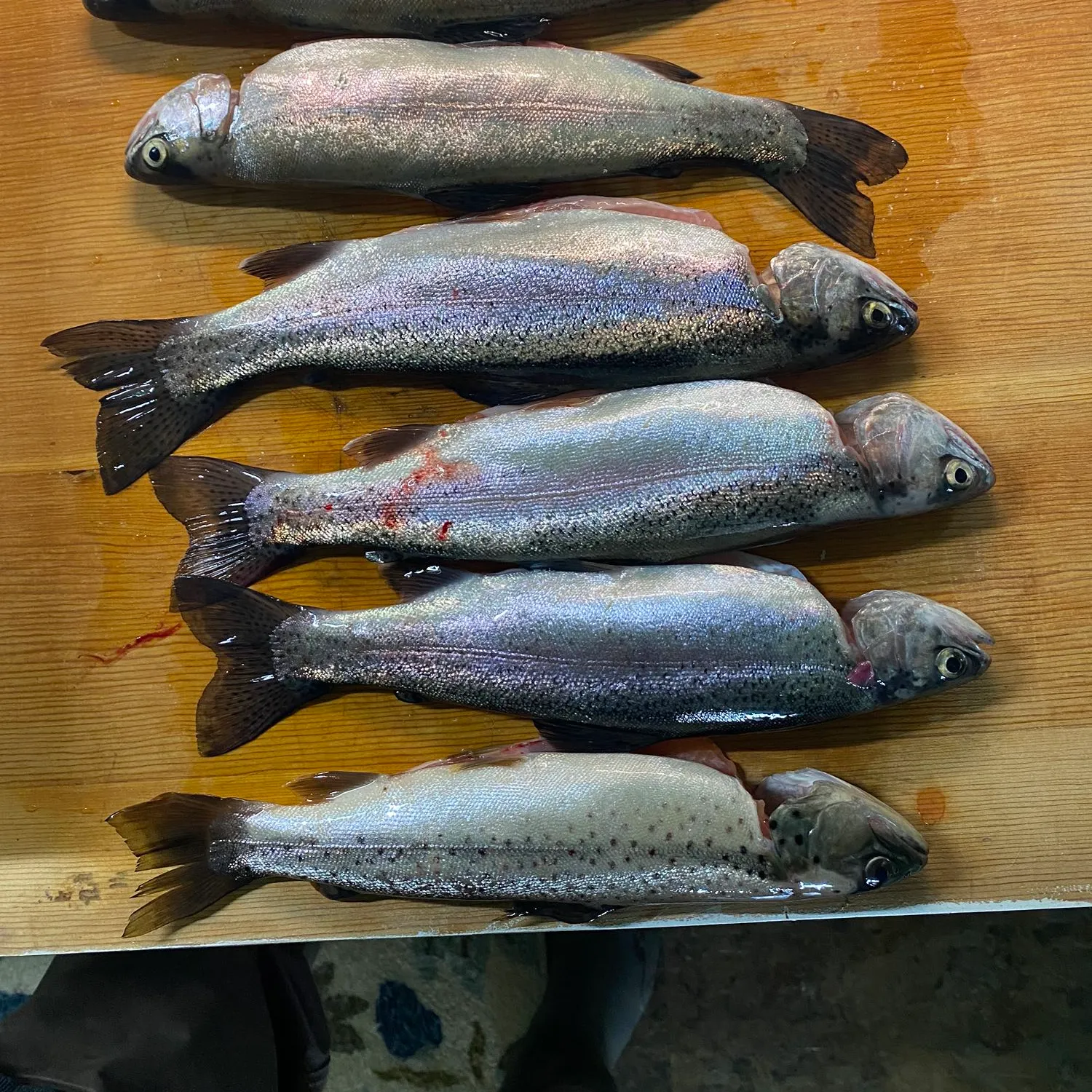 recently logged catches