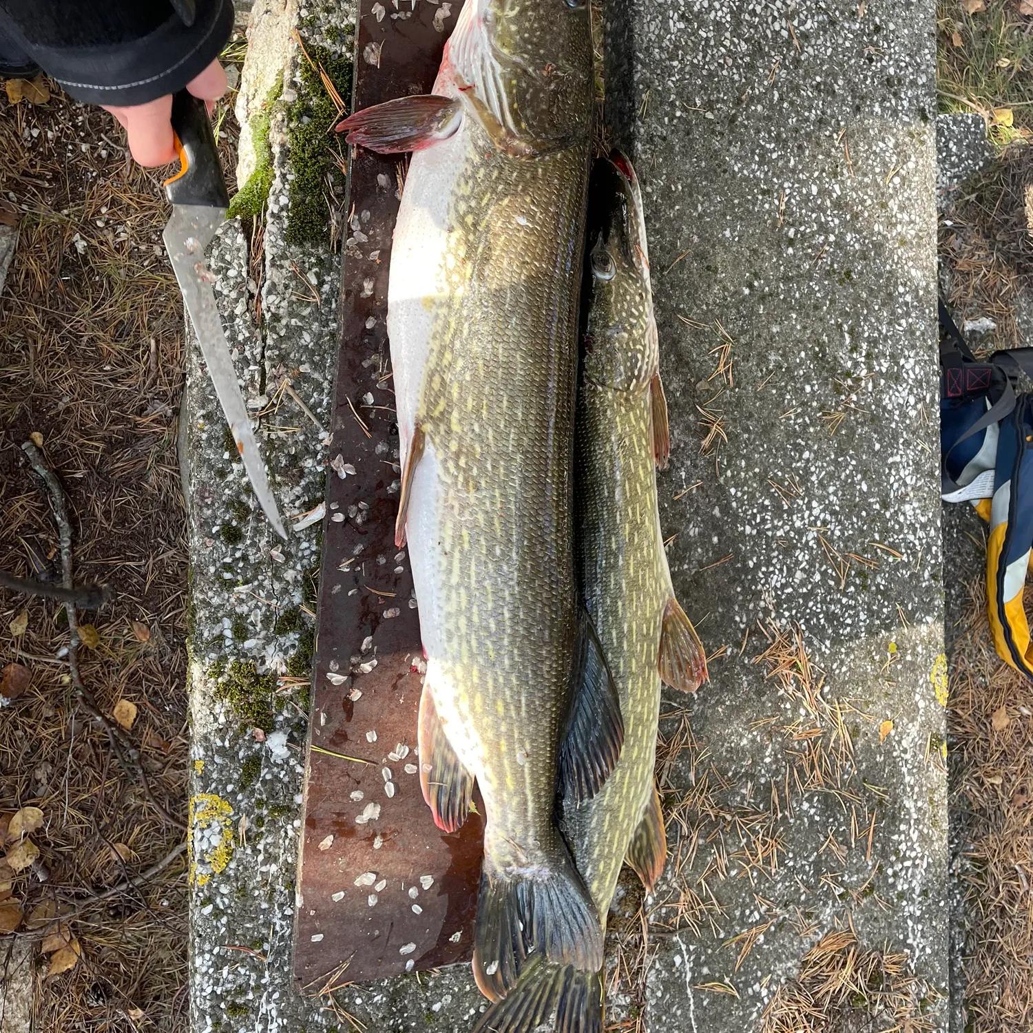 recently logged catches