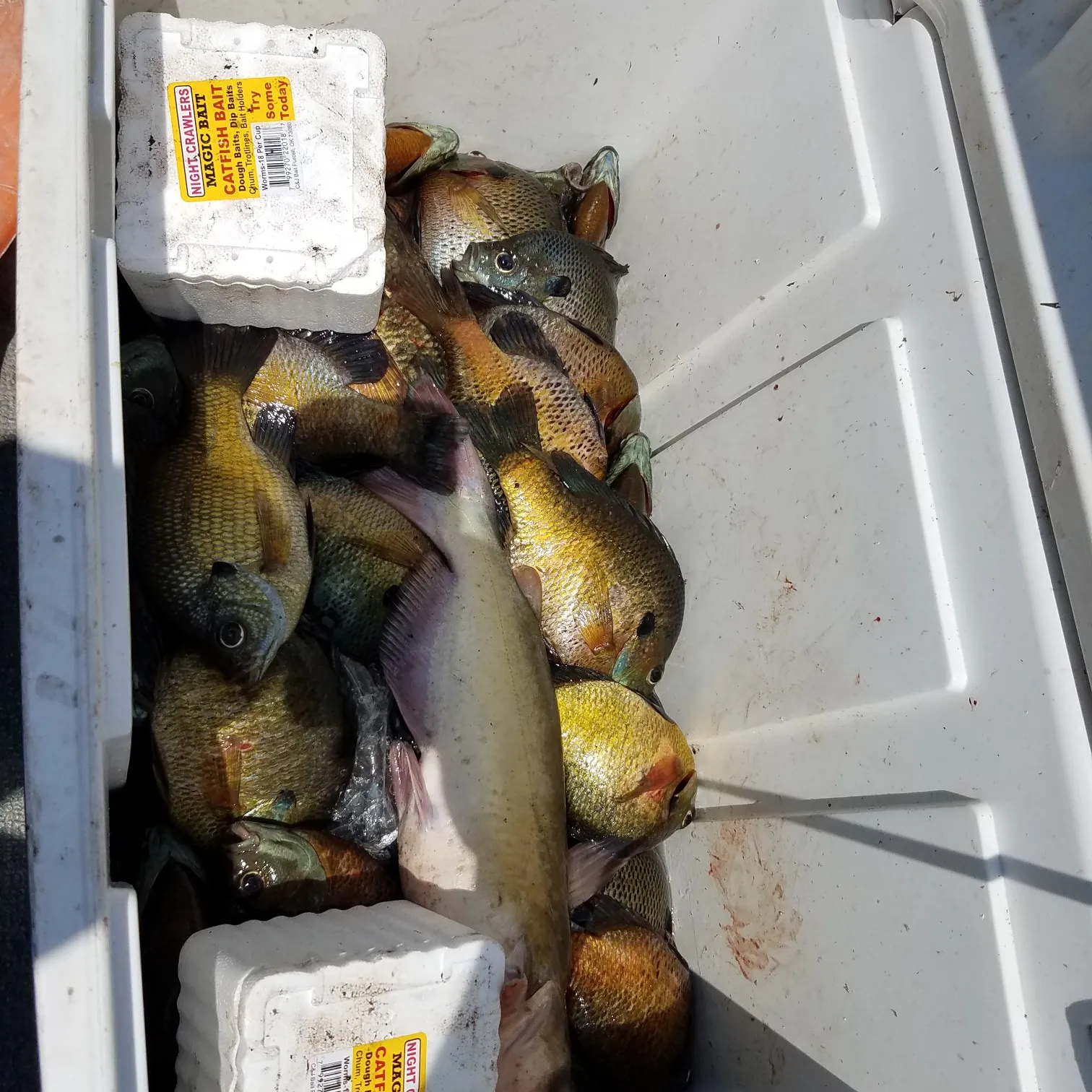 recently logged catches