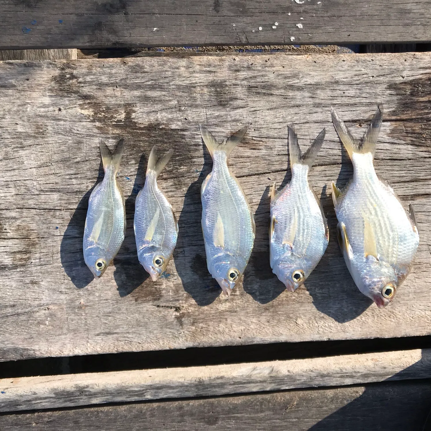 recently logged catches