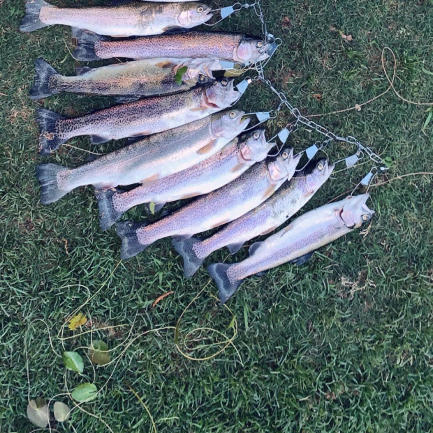 recently logged catches