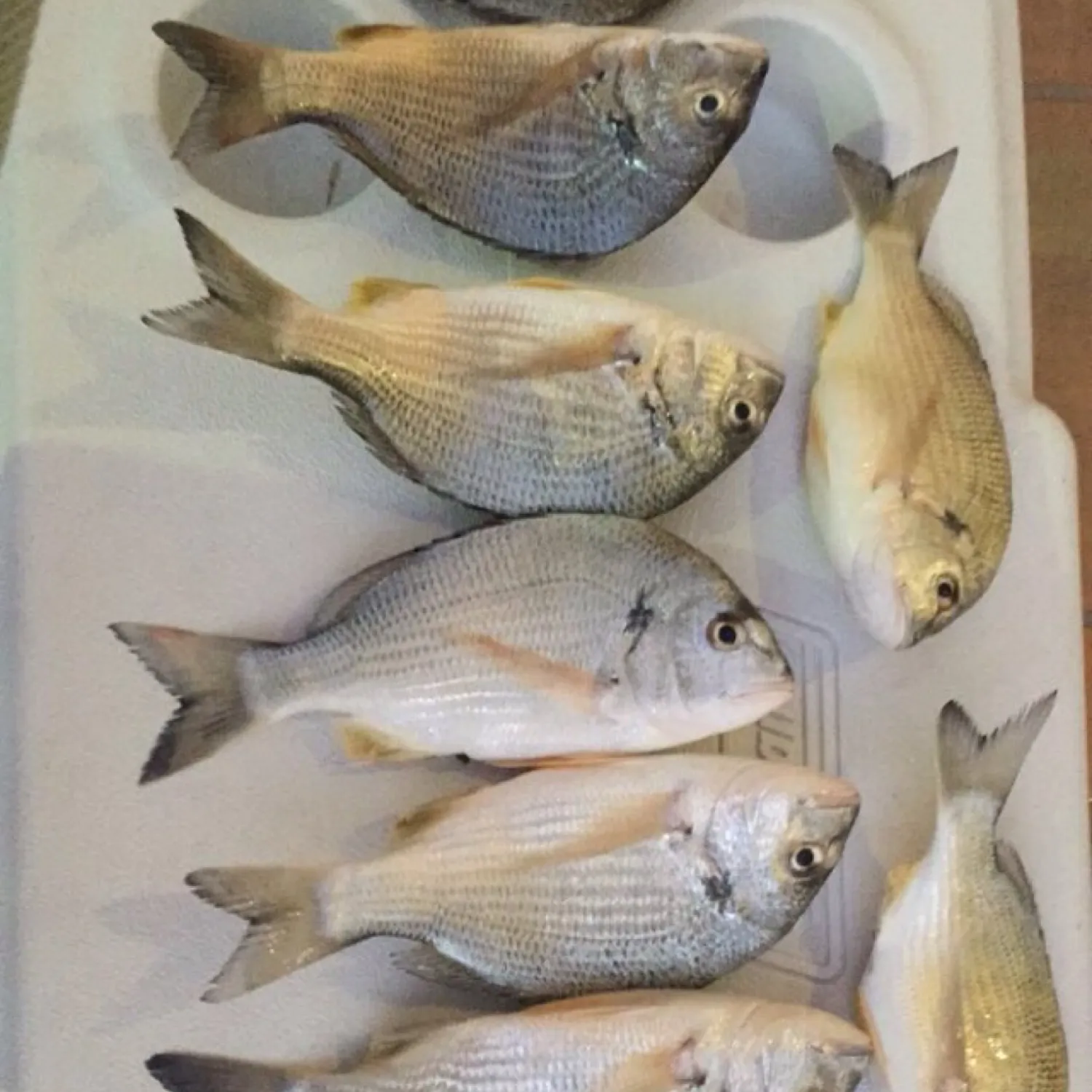 recently logged catches