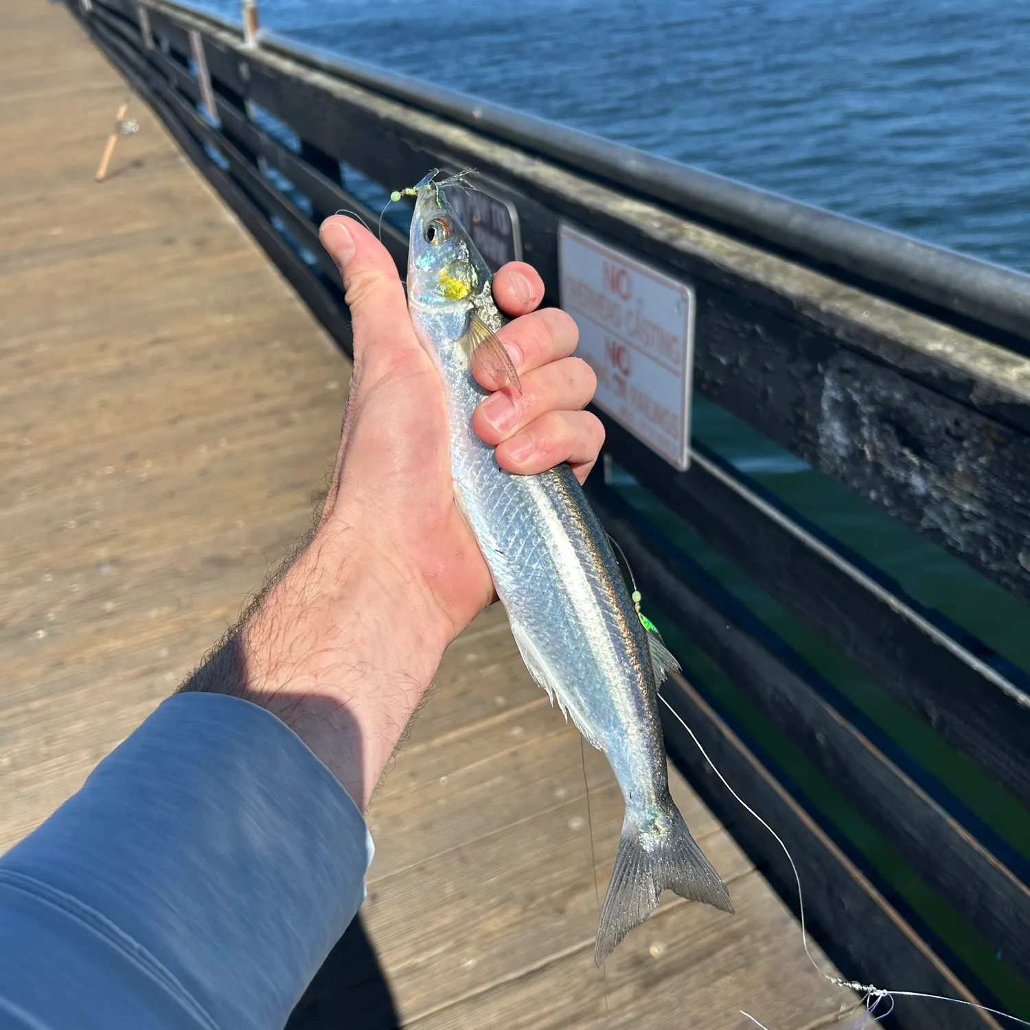 The most popular recent Surf smelt catch on Fishbrain