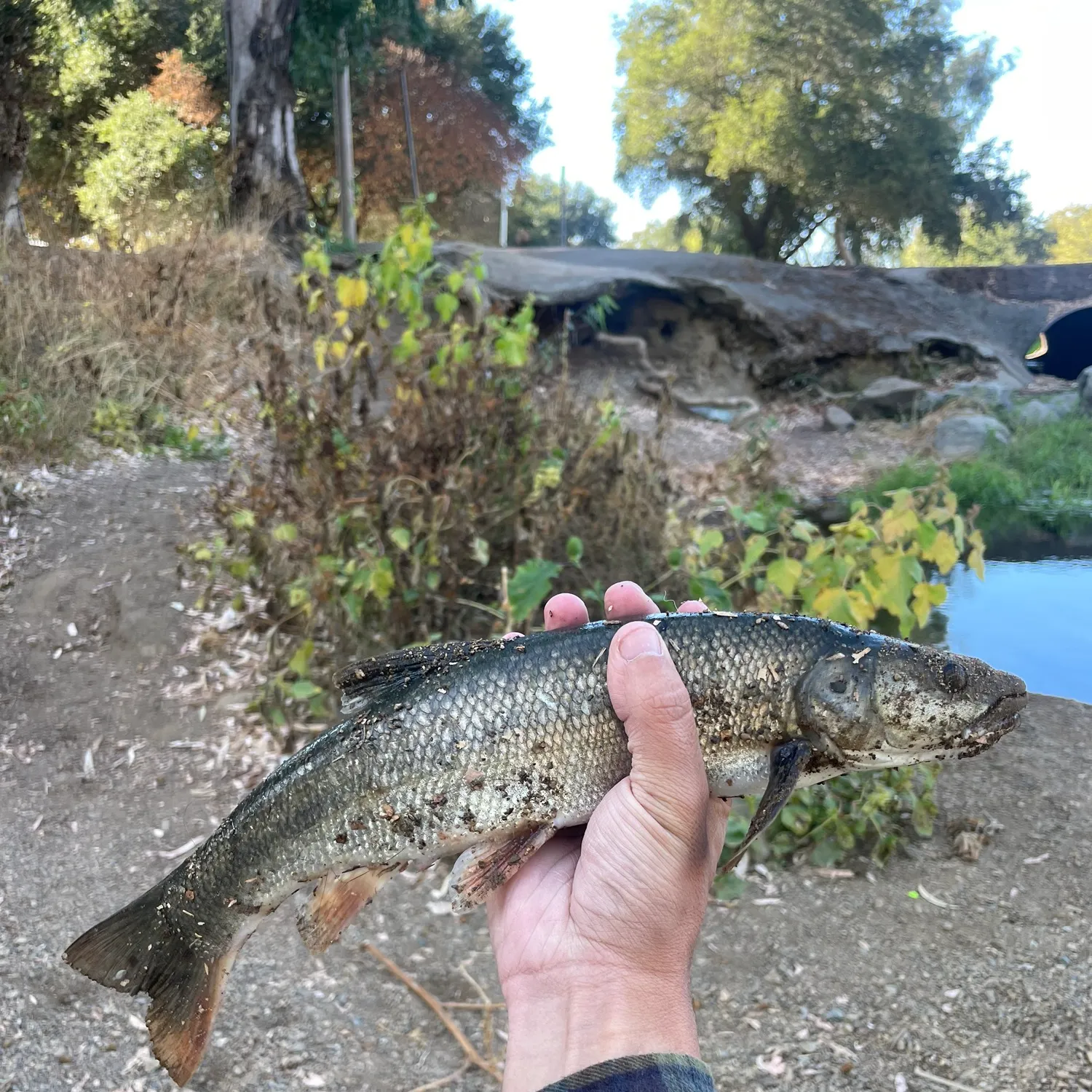 The most popular recent Sacramento pikeminnow catch on Fishbrain