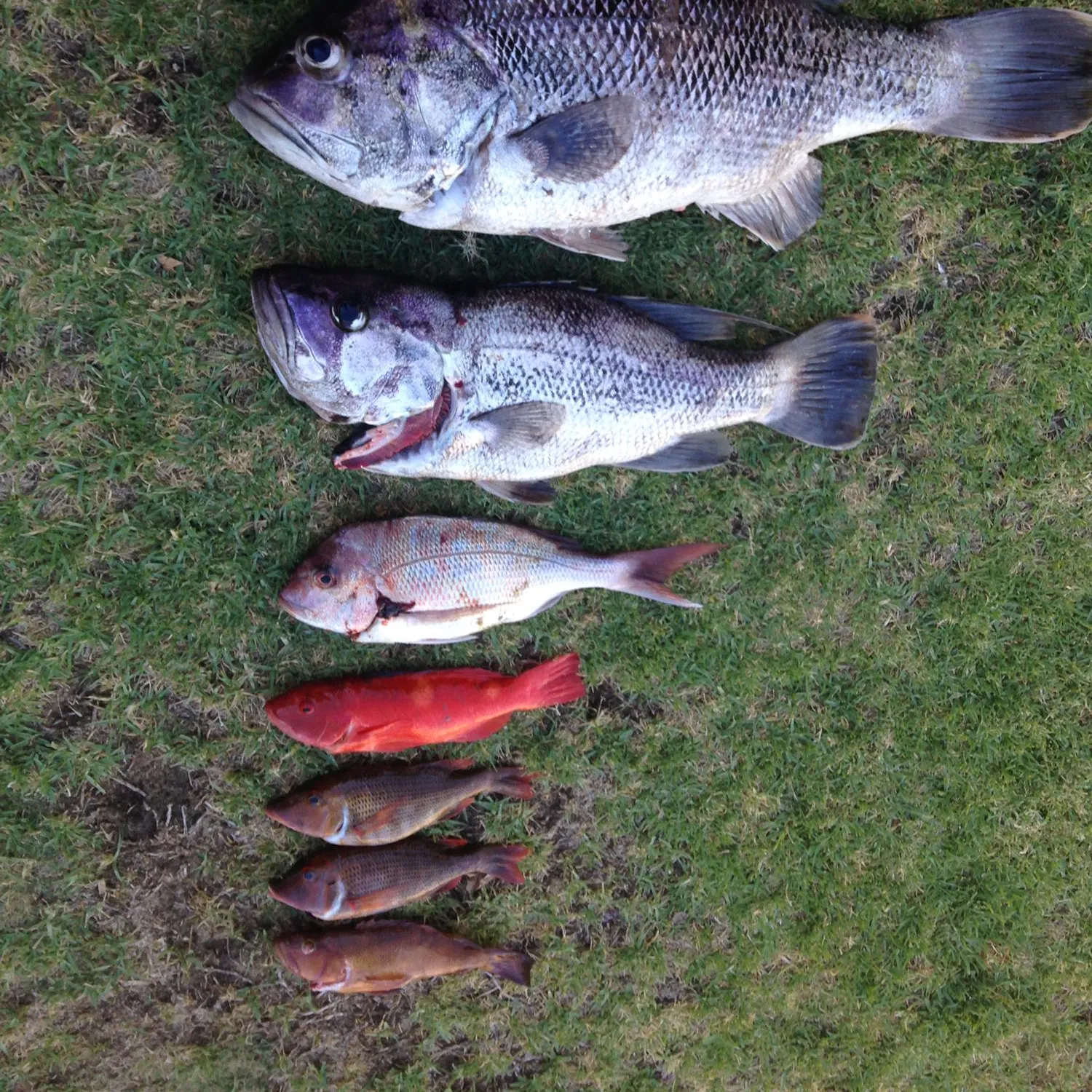 recently logged catches