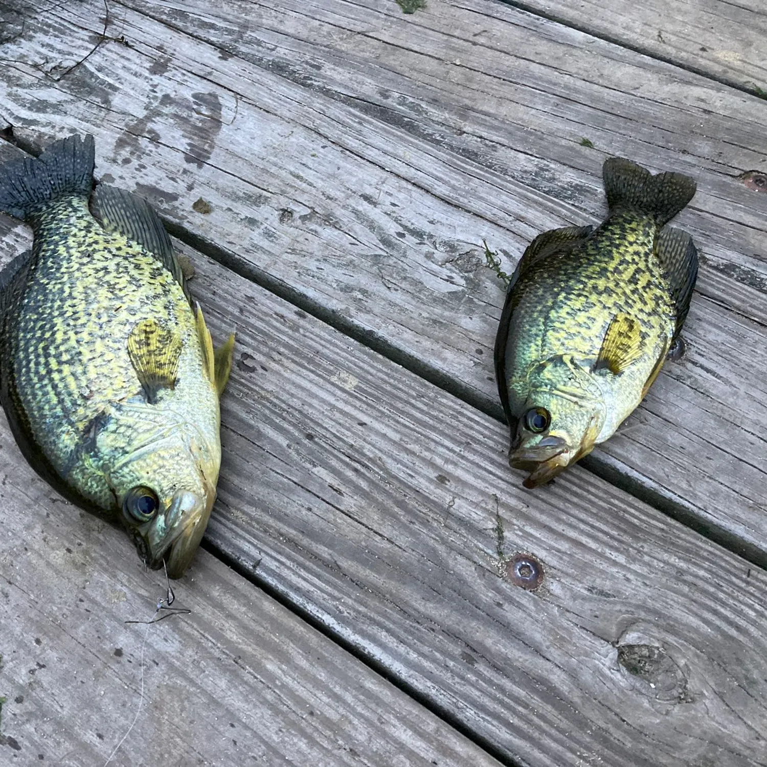 recently logged catches