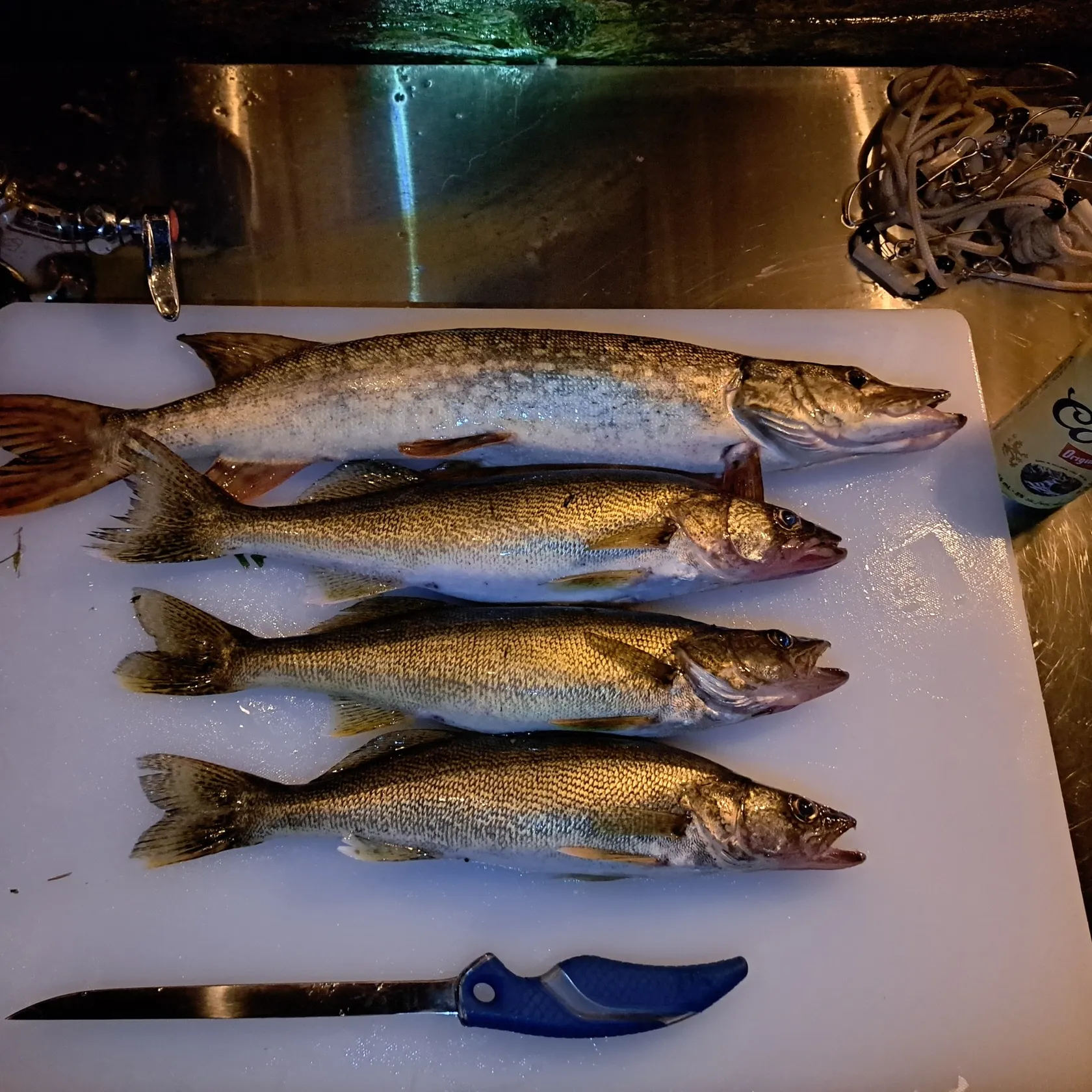 recently logged catches