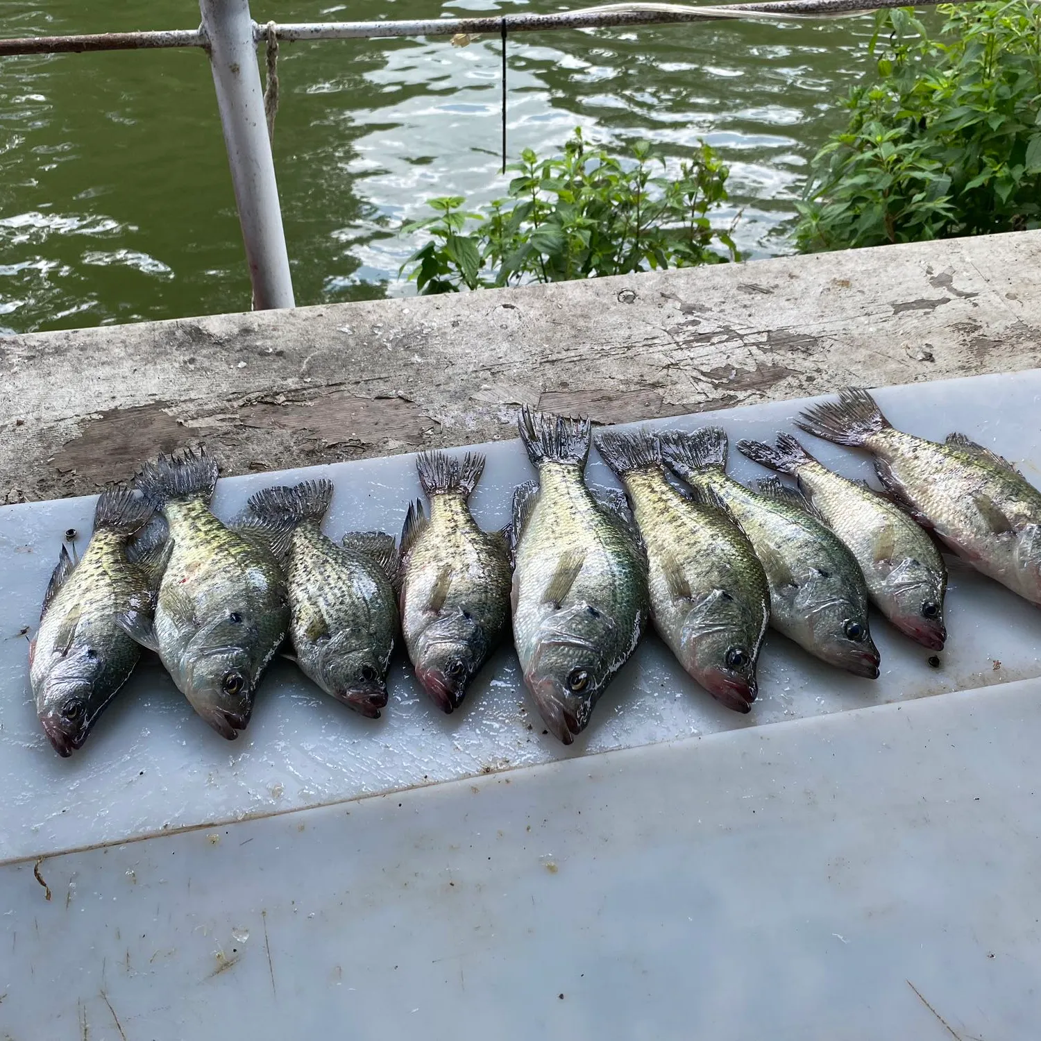 recently logged catches