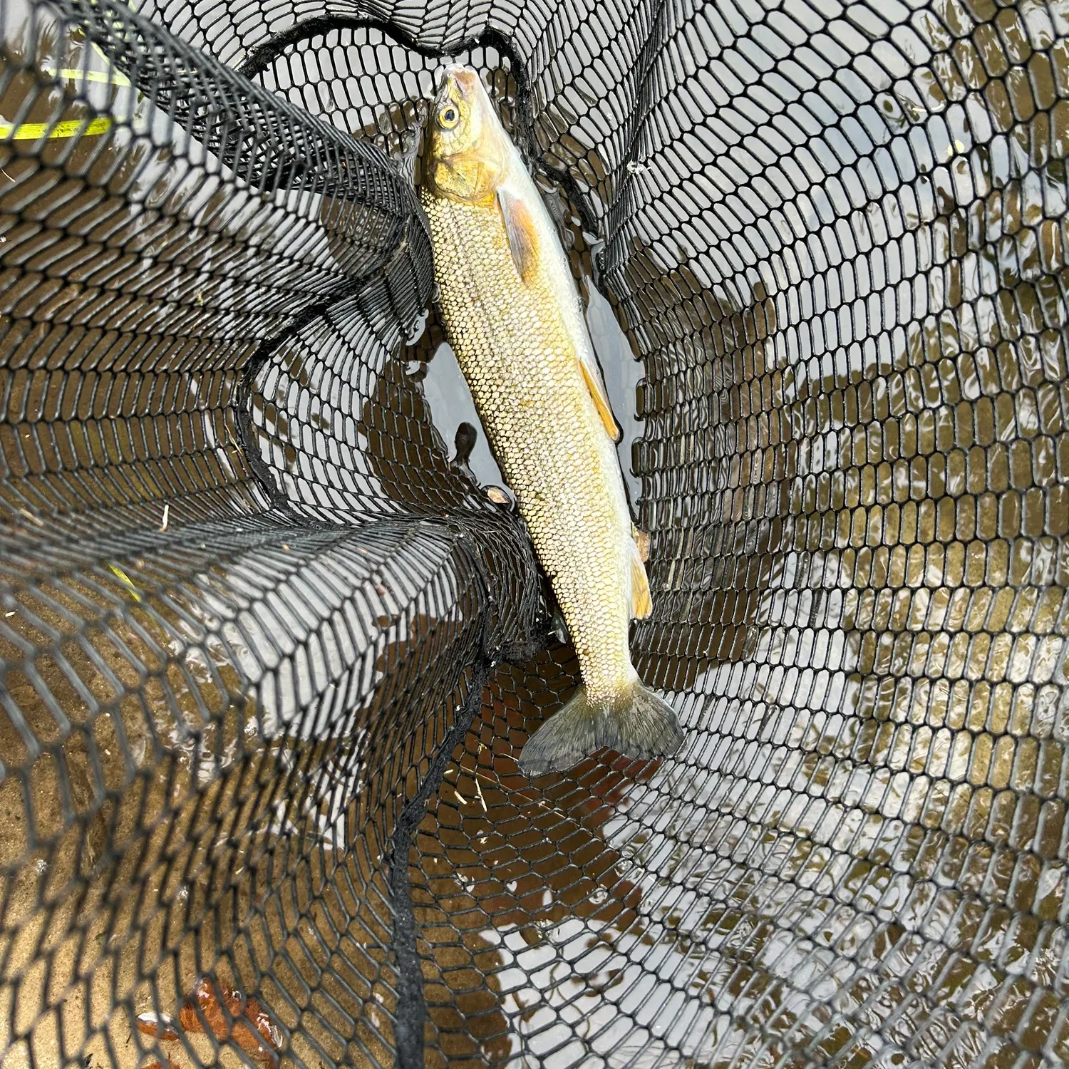 The most popular recent Round whitefish catch on Fishbrain