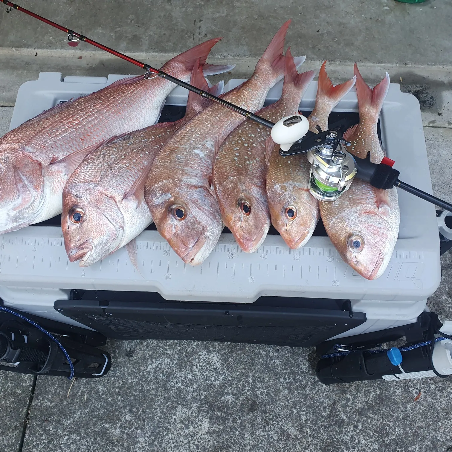 recently logged catches