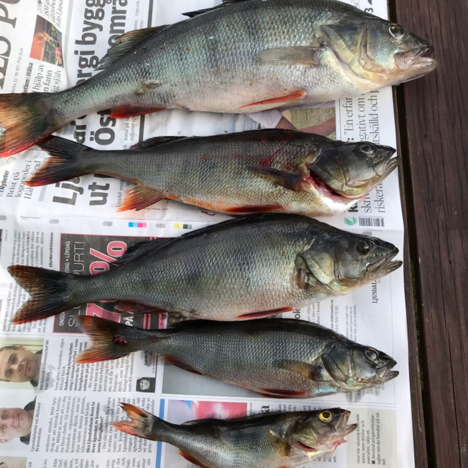 recently logged catches