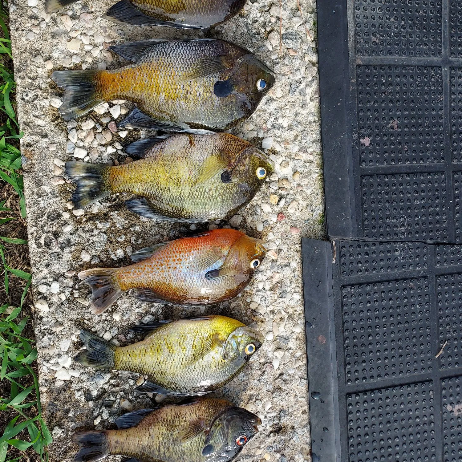 recently logged catches