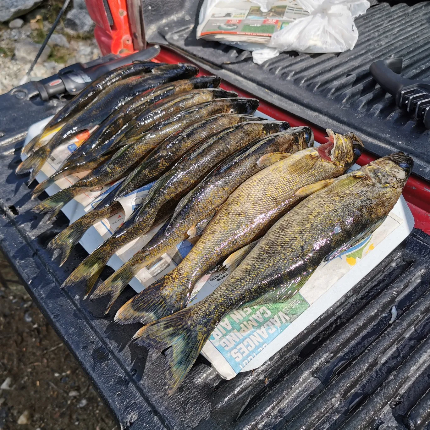 recently logged catches