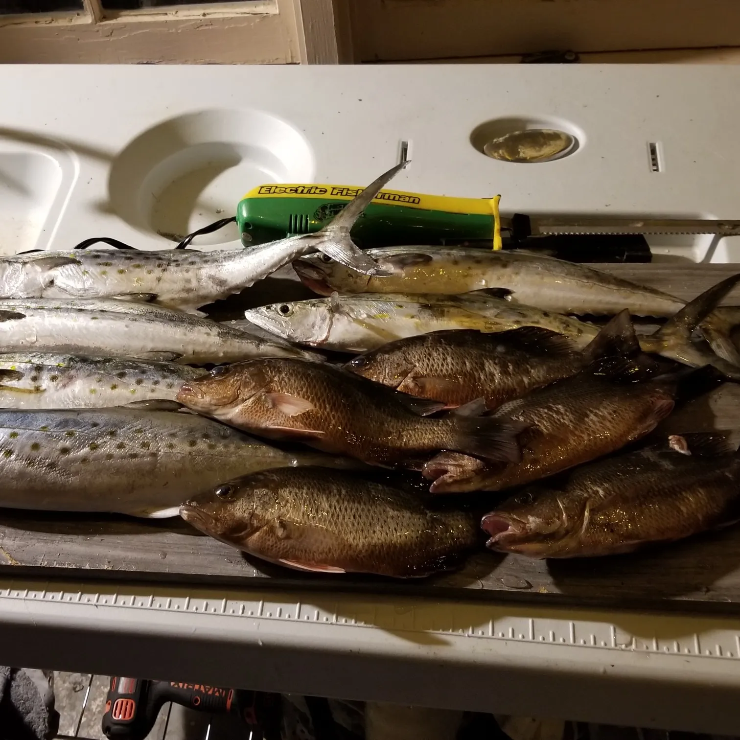 recently logged catches