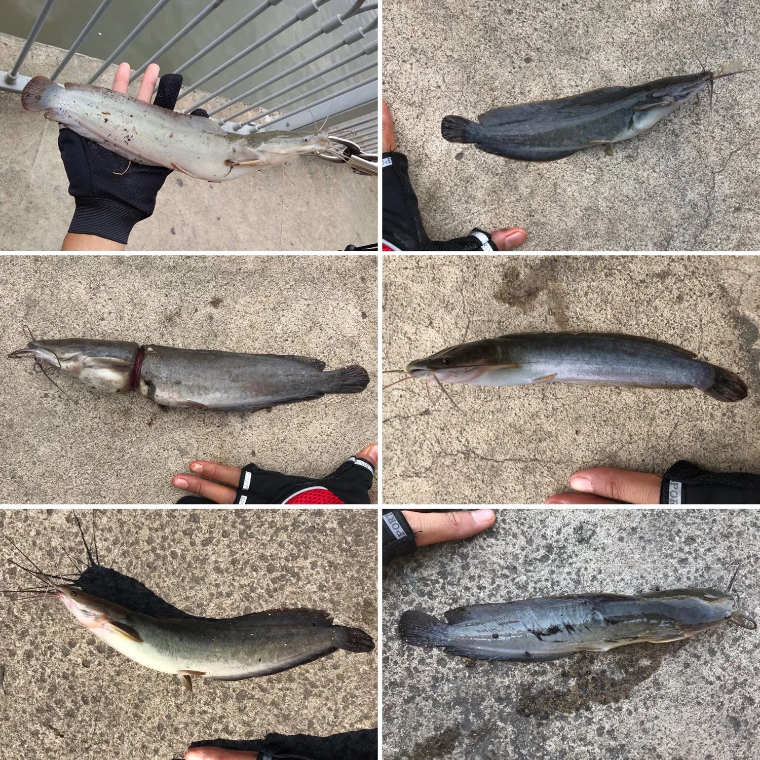 recently logged catches