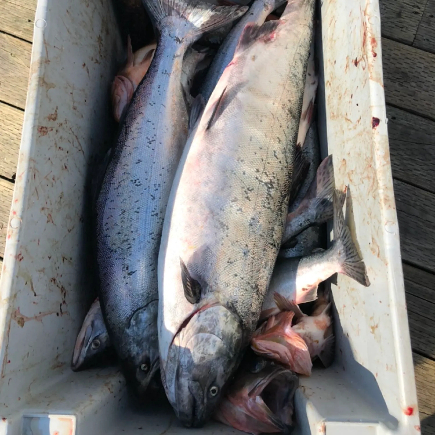 recently logged catches