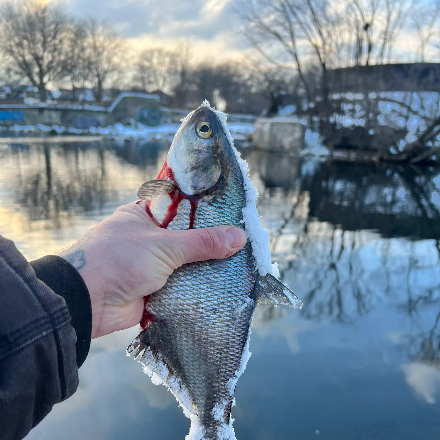 The most popular recent American gizzard shad catch on Fishbrain