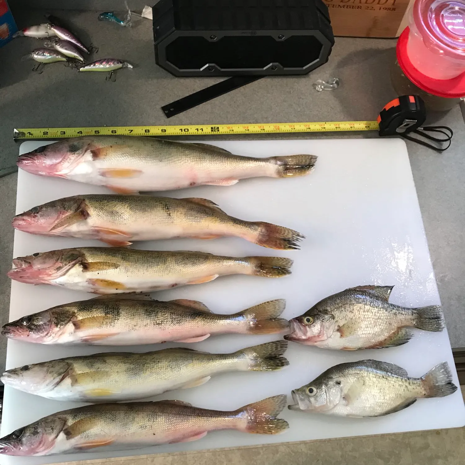 recently logged catches