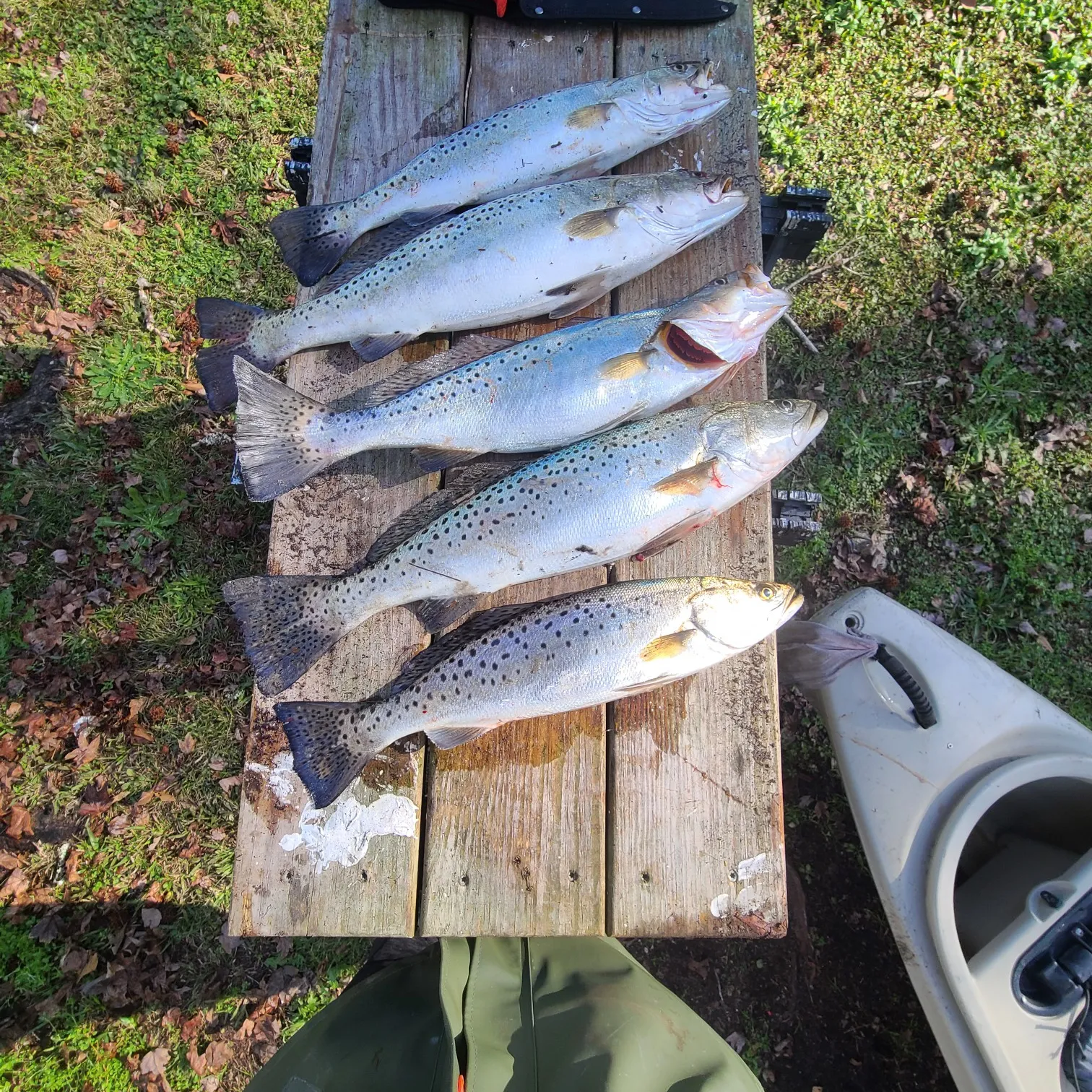 recently logged catches