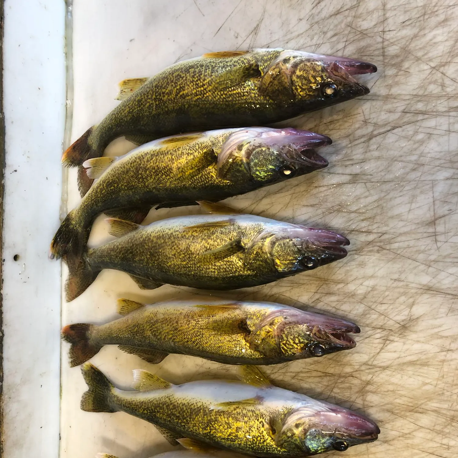 recently logged catches