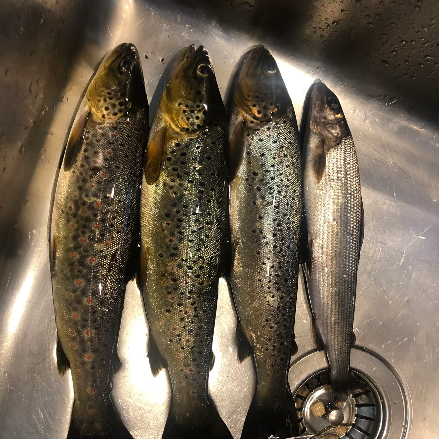 recently logged catches