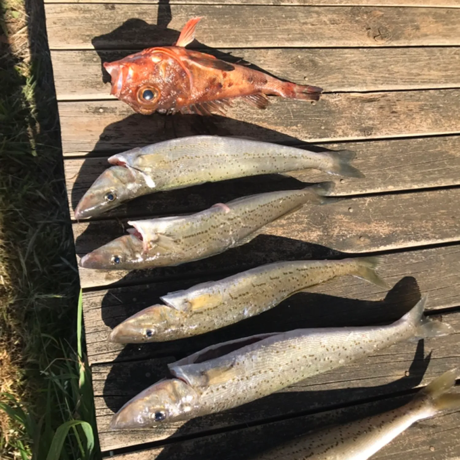 recently logged catches