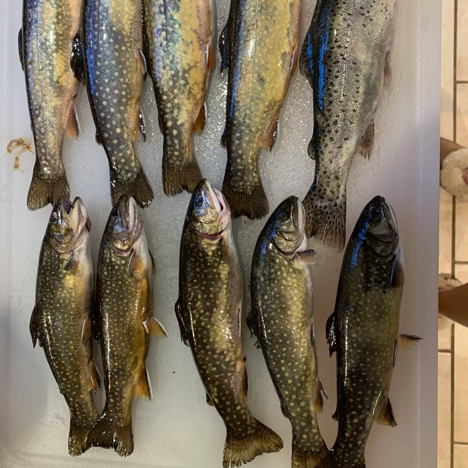 recently logged catches