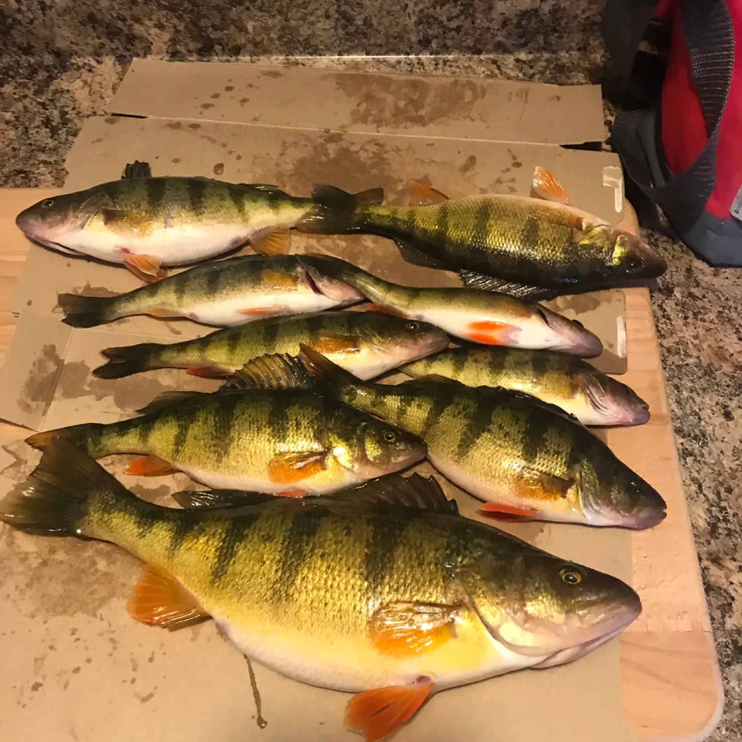 recently logged catches