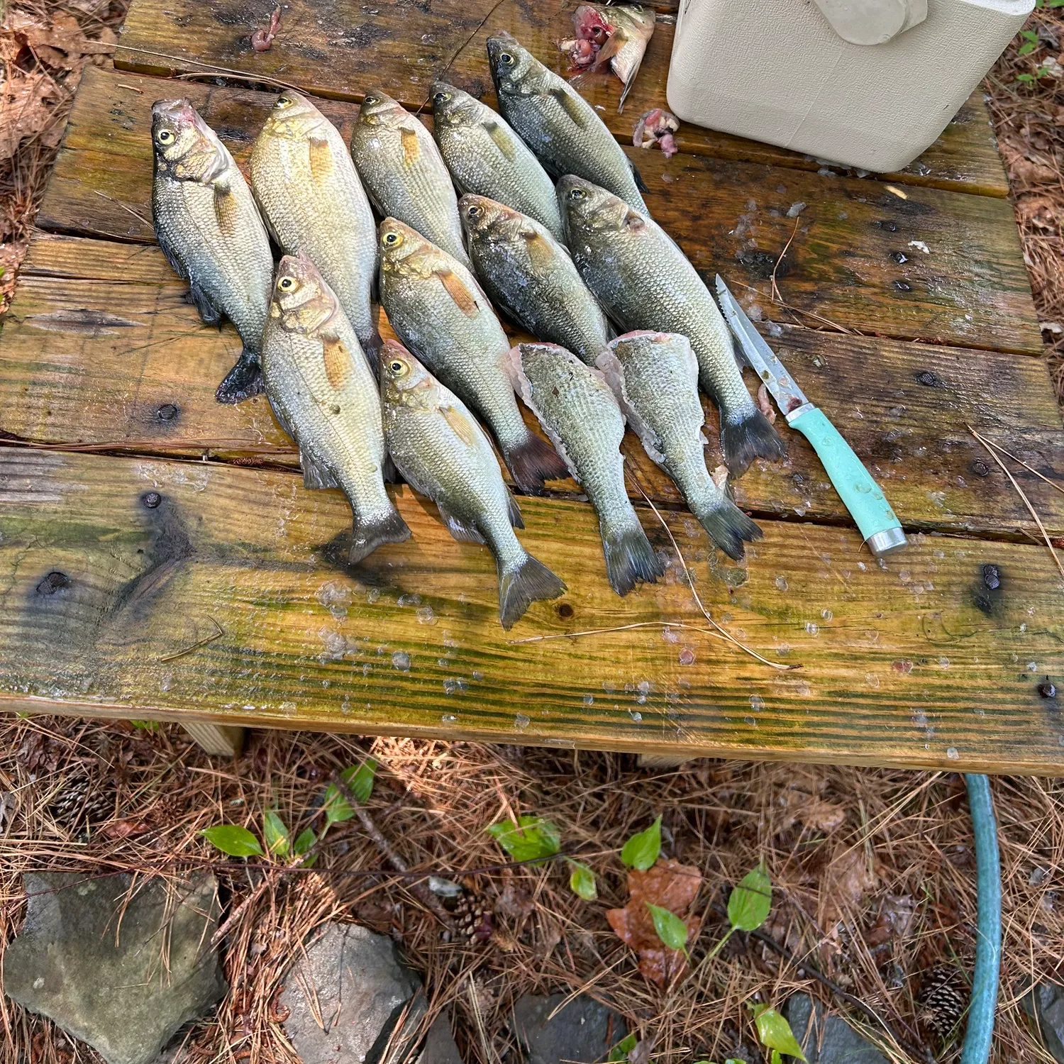 recently logged catches