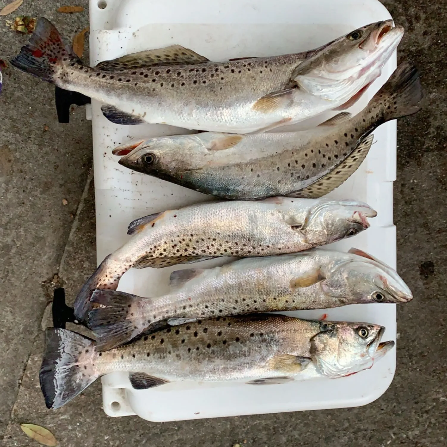 recently logged catches