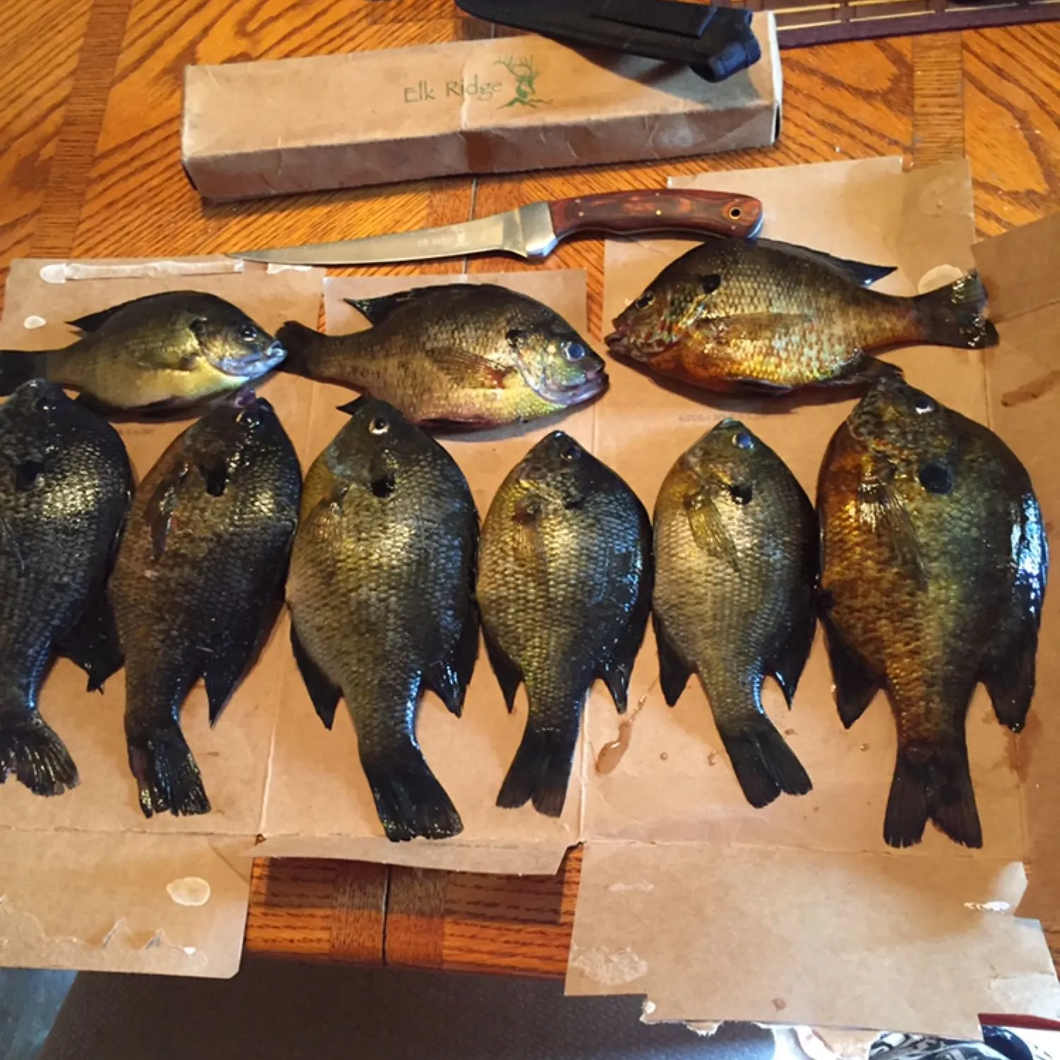 recently logged catches