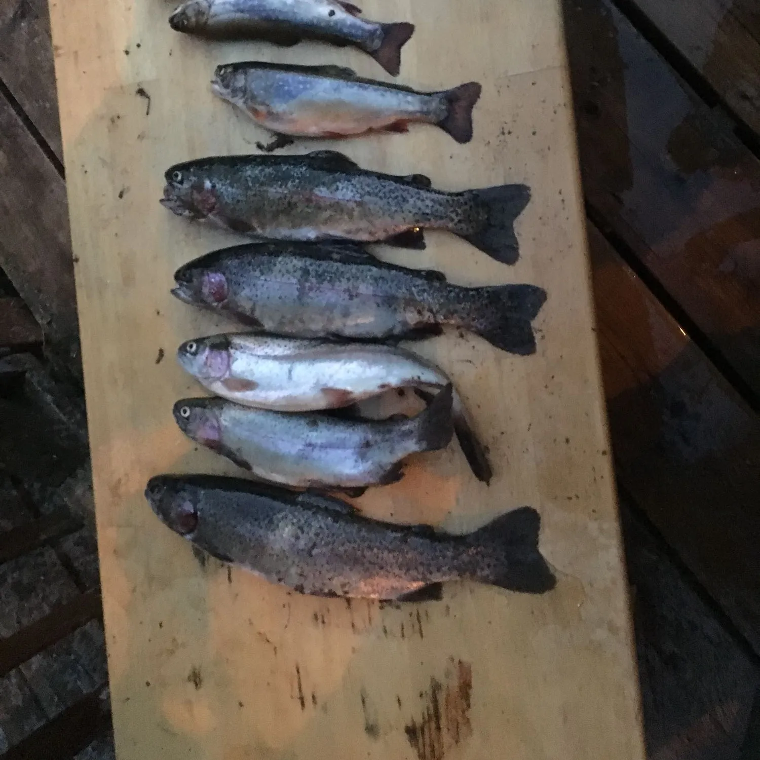 recently logged catches