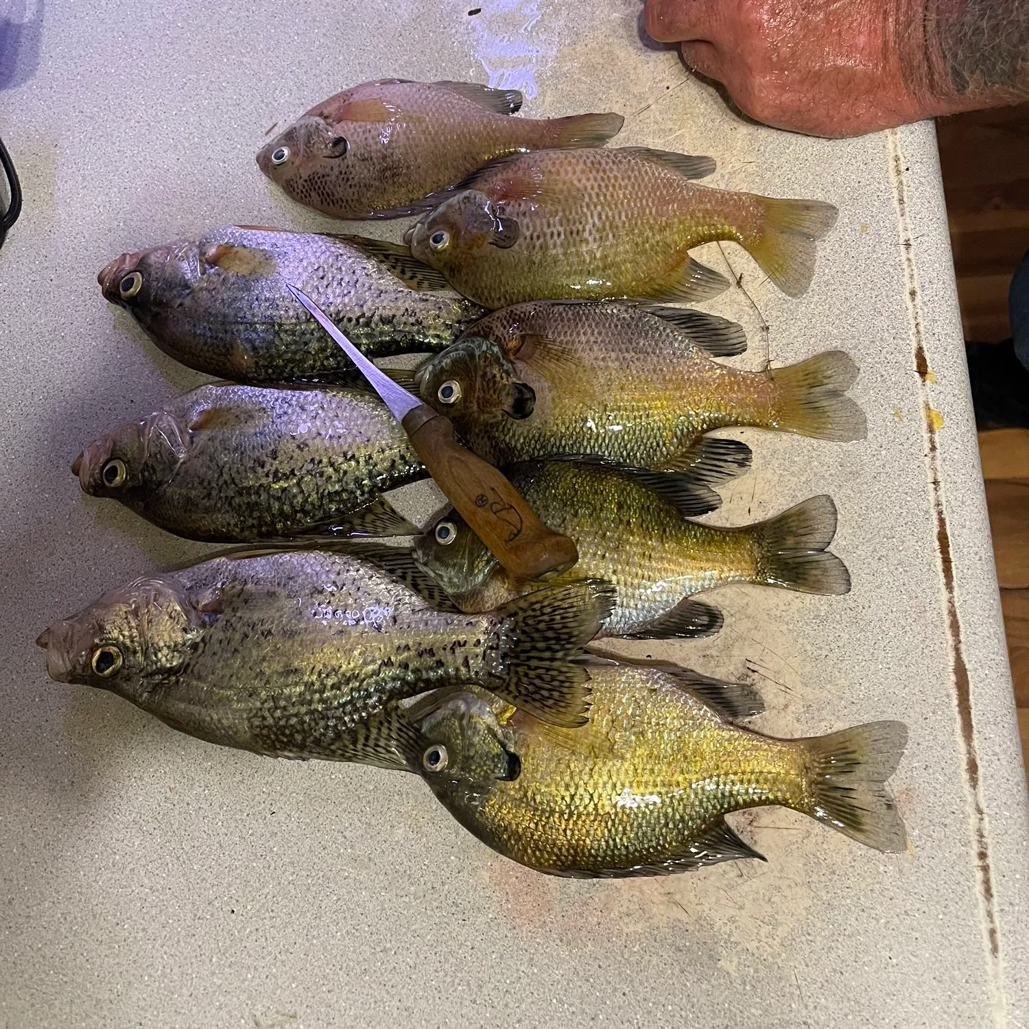 recently logged catches