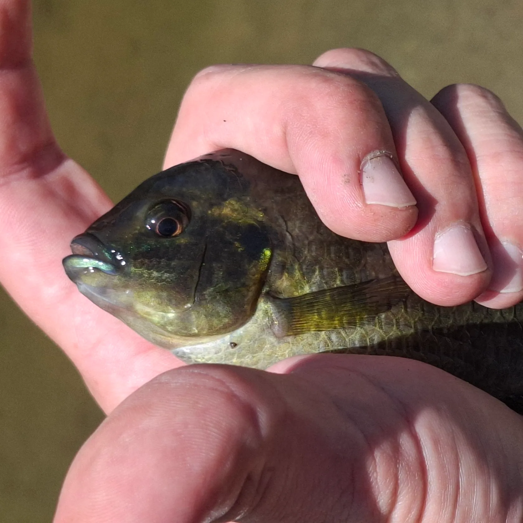 The most popular recent Banded tilapia catch on Fishbrain