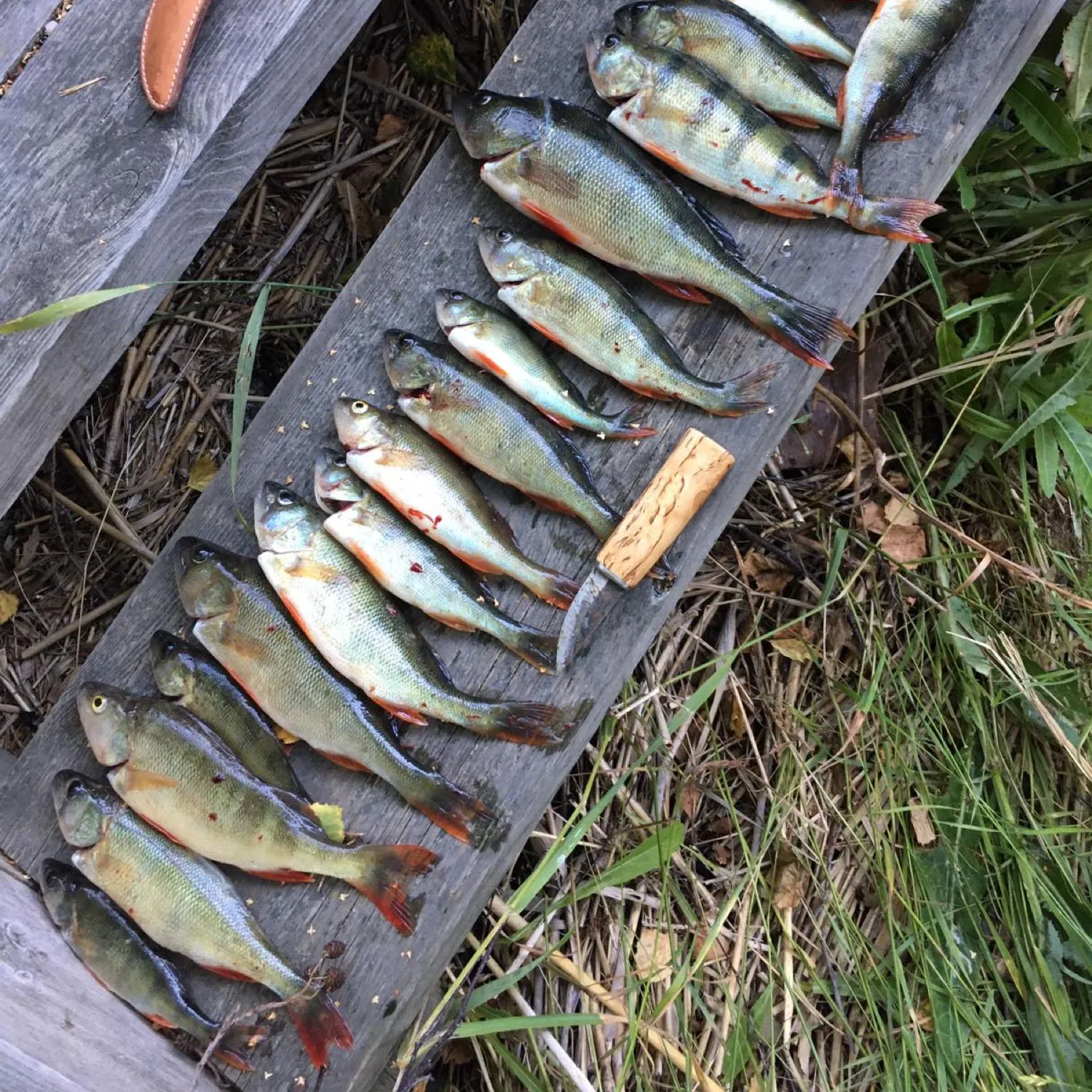 recently logged catches